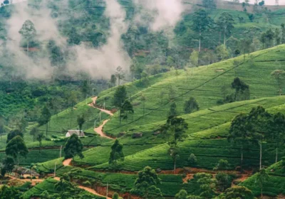 Ultimate Guide to Nuwara Eliya: Everything You Need to Know